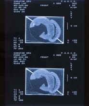 52/01.12 Ohne Titel (Phar Lap's Heart), 1990