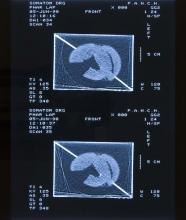 52/01.16 Ohne Titel (Phar Lap's Heart), 1990