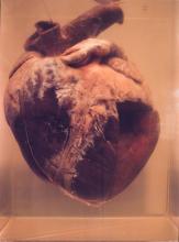 52/01.25 Ohne Titel (Phar Lap's Heart), 1990